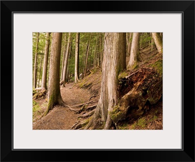 Forest Pathway, Whistler, British Columbia