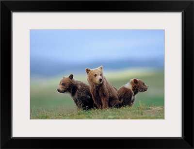 four young brown bear cubs huddled together on tundra Katmai National Park