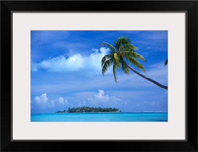 French Polynesia, Bora Bora, Coastal Scene Palm In Foreground, Calm Ocean