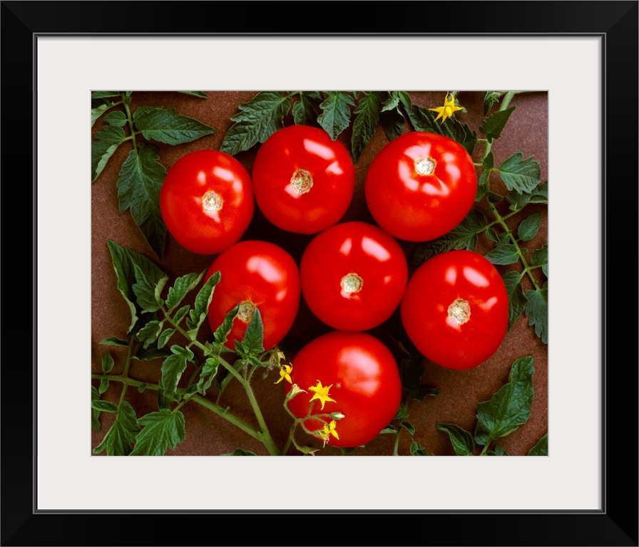 Fresh market tomatoes on a dark brown background