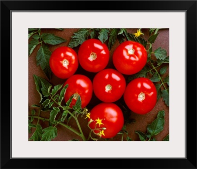 Fresh market tomatoes on a dark brown background