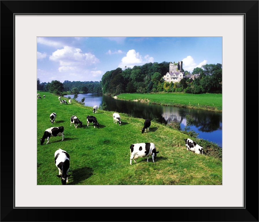 Friesian Cattle, Ballyhooley, County Cork, Ireland