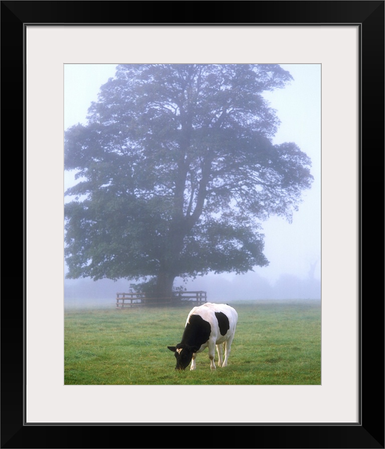 Friesian Cow, Ireland