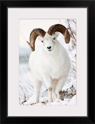 Front view of a full-curl Dall sheep ram, Chugach mountains, Southcentral Alaska, Winter