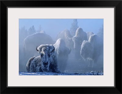 Frost Covered Herd Of American Bison Trying To Conserve Energy