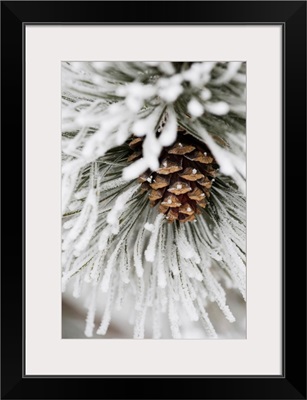 Frost Covered Pine Needles And A Pine Cone, Calgary, Alberta, Canada