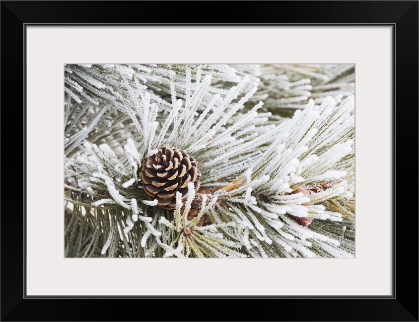 Frost Covered Pine Needles And A Pine Cone, Calgary, Alberta, Canada