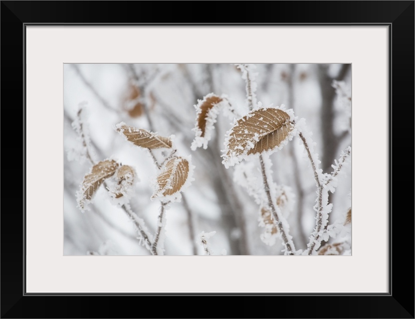 Frost Covering Brown Leaves On A Tree, Calgary, Alberta, Canada