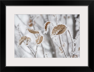 Frost Covering Brown Leaves On A Tree, Calgary, Alberta, Canada