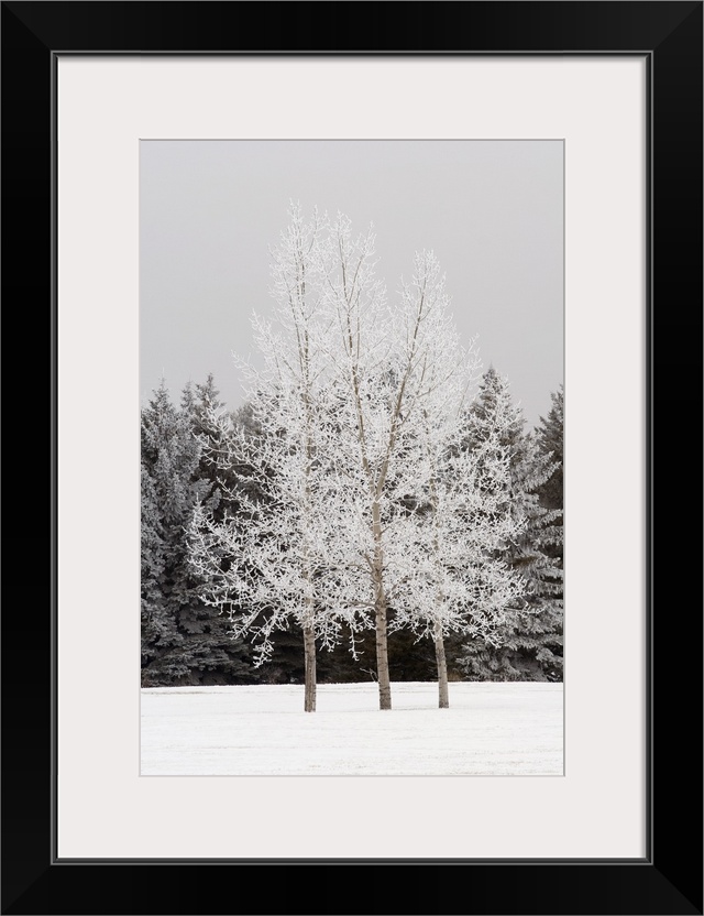 Frost On Trees