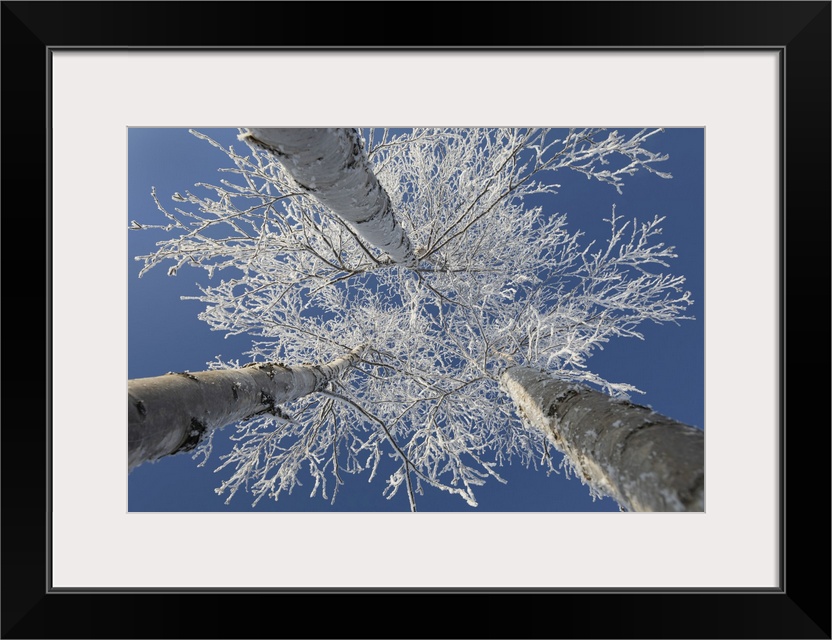 Frosty covered birch tree reaching up to clear blue sky, Thunder Bay, Ontario, Canada