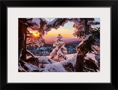 Frozen Norway Spruce At Sunset On Mount Lusen, Bavarian Forest, Bavaria, Germany