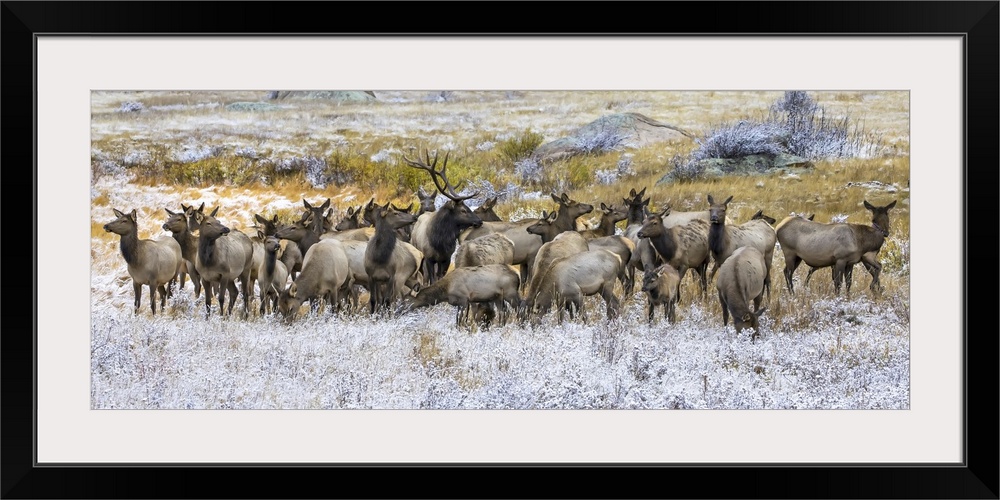 Gang of bull elk (cervus canadensis) and cow elk standing in a field with frost, Denver, Colorado, united states of America.