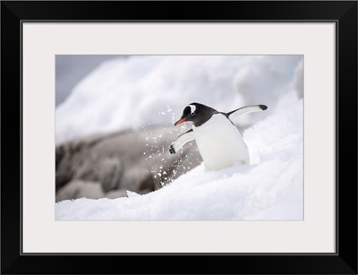 Gentoo Penguin (Pygoscelis Papua) Overbalances In Snow Near Rocks, Antarctica