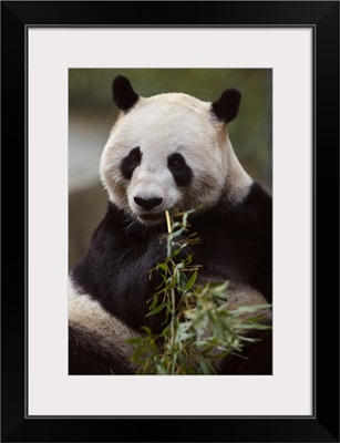 Giant Panda (Ailuropoda Melanoleuca) Eating Bamboo In The Zoo In Shanghai, China