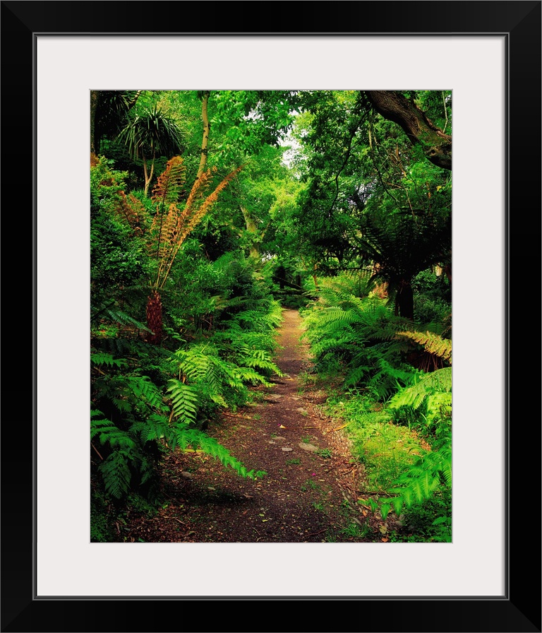 Glanleam, Co Kerry, Ireland; Pathway Lined By Tree Ferns