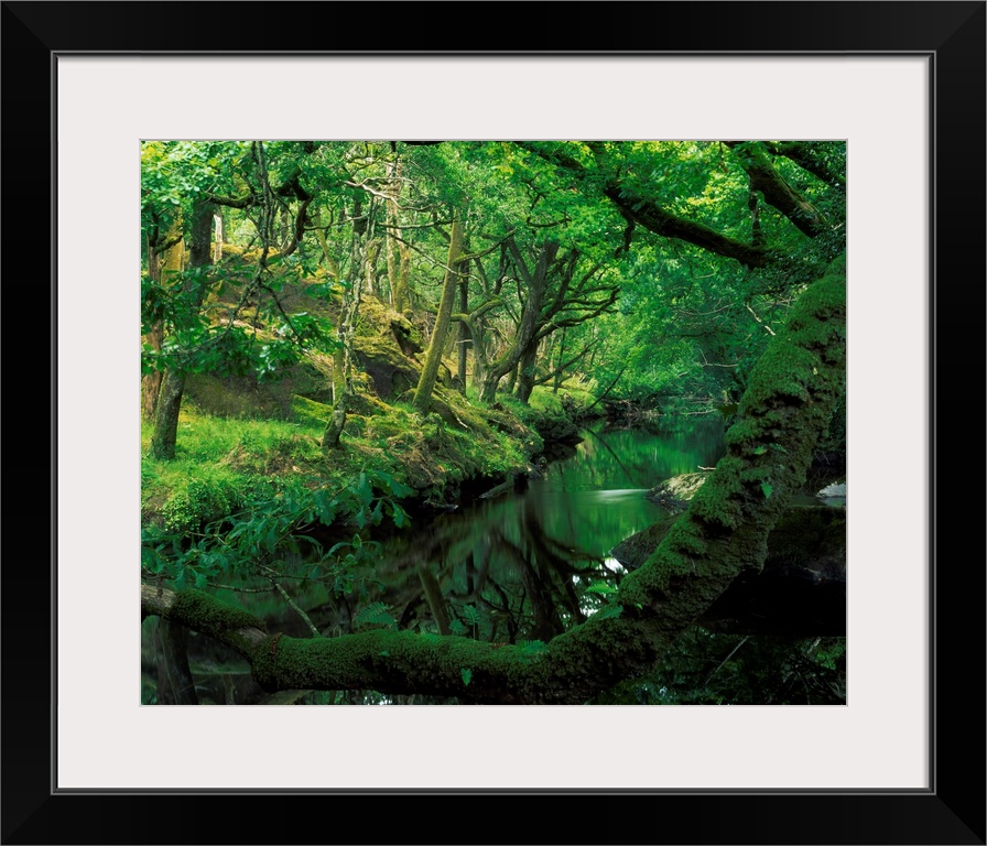 Glengarriff River, County Cork, Ireland; River Through The Woods