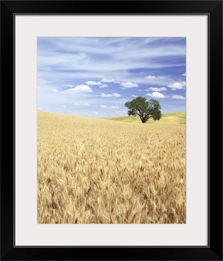 ca. 1995, Palouse, Washington State, USA --- Sprawling Wheat Fields --- Image by  Craig Tuttle/Corbis