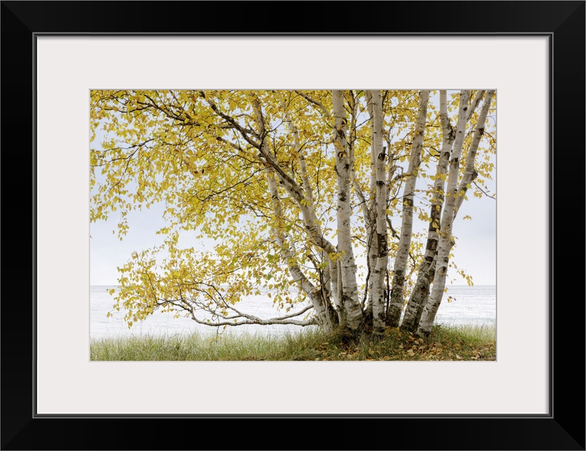 Grand birch tree on the shores of Lake Superior in autumn in the Terrace Bay Area of Ontario; Ontario, Canada