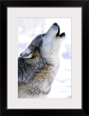 Gray Wolf Howling