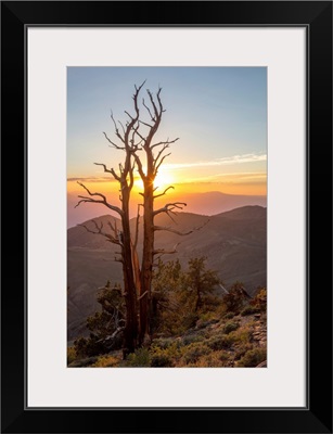 Great Basin Bristlecone Pines, Ancient Bristlecone Pine Forest, Bishop, California