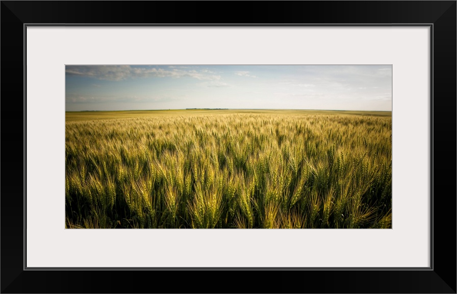 View Over A Green And Golden Wheat Field; Saskatchewan, Canada