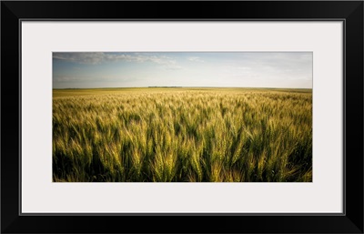 Green And Golden Wheat Field, Saskatchewan, Canada