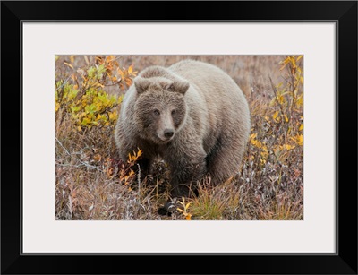 Grizzly amongst fall foliage in Denali National Park