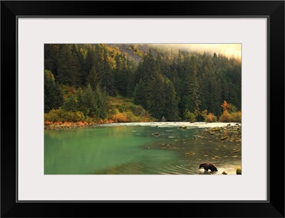 Grizzly Bear Fishing In Chilkoot River, Haines, Alaska, Canada