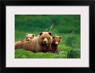 Grizzly bear mother and cubs lay in field