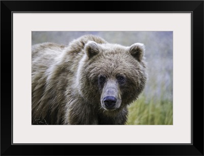 Grizzly Bear (Ursus Arctos Horribilis), Taku River, Atlin, British Columbia, Canada