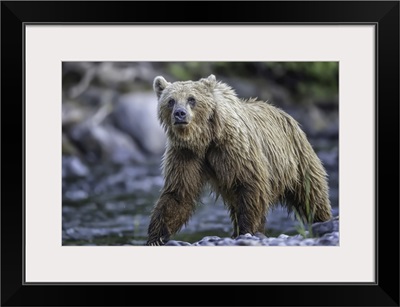 Grizzly Bear (Ursus Arctos Horribilus), Taku River, Atlin, British Columbia, Canada