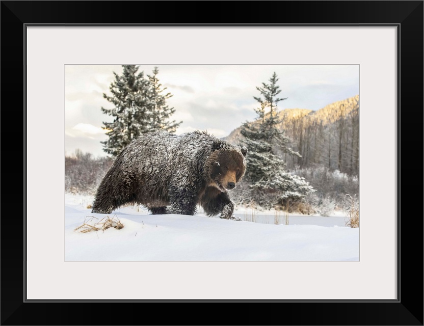 Grizzly bear (Ursus arctic sp.) walking in the snow, Alaska Wildlife Conservation Center, South-central Alaska; Portage, A...