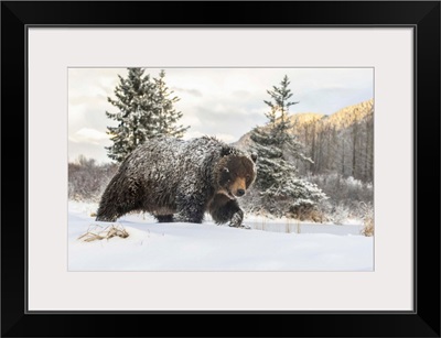 Grizzly Bear Walking In The Snow, Alaska Wildlife Conservation Center