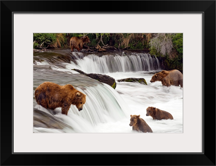 Big canvas print of brown bears trying to catch fish near a small waterfall in the forest.