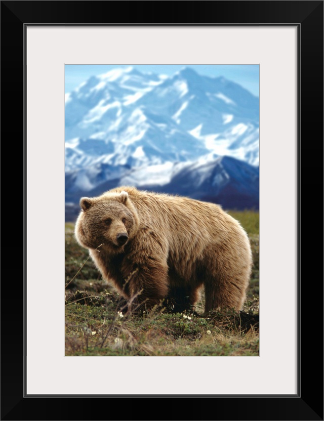 Grizzly On Tundra Near Mount McKinley