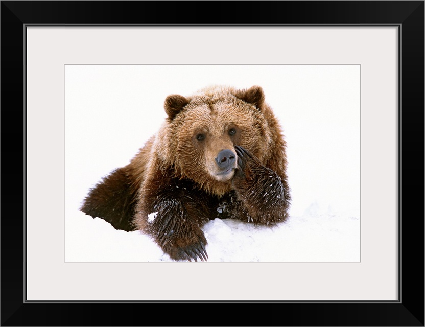 A large brown bear is photographed laying in the snow with its paw resting on its cheek.