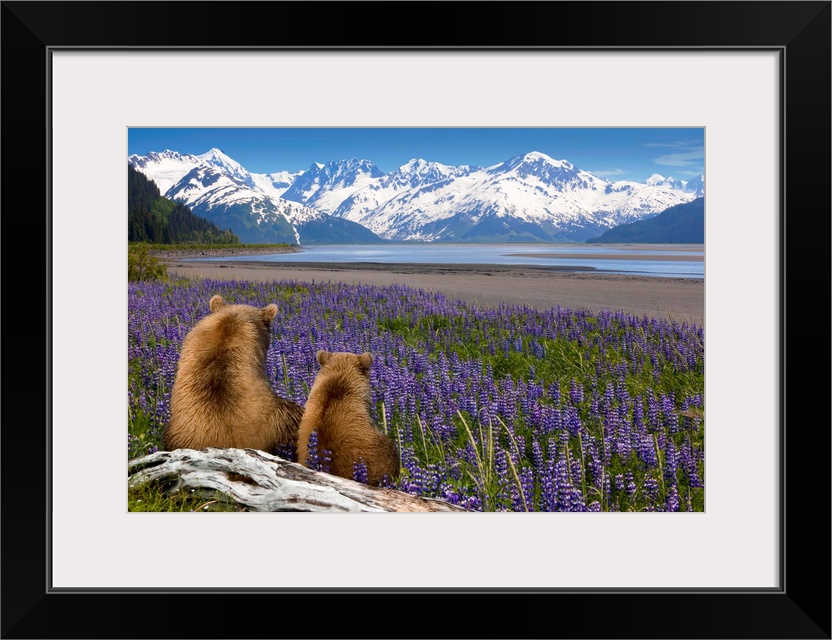 Composite, Grizzly Sow & cub sit in lupine along Seward Highway, Turnagain Arm, Southcentral Alaska, Summer