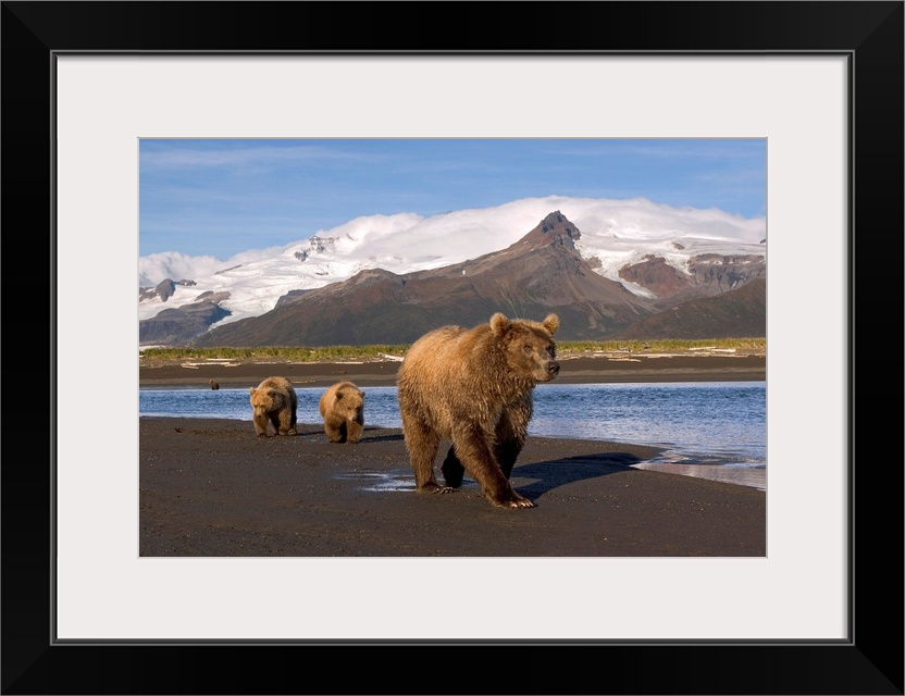 Brown bear (Ursus arctos) sow and cubs walk along river in intertidal area at low tide, looking for salmon.  Peaks and gla...