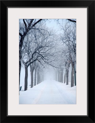 Grove Of Trees In Winter Fog, Assiniboine Park, Winnipeg, Manitoba, Canada