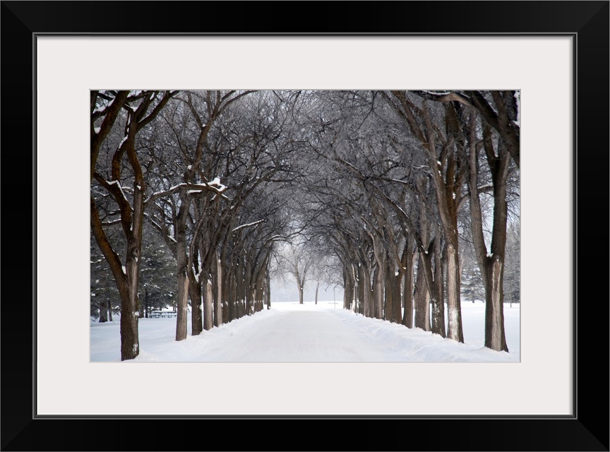 Grove Of Trees In Winter Fog, Assiniboine Park, Winnipeg, Manitoba, Canada