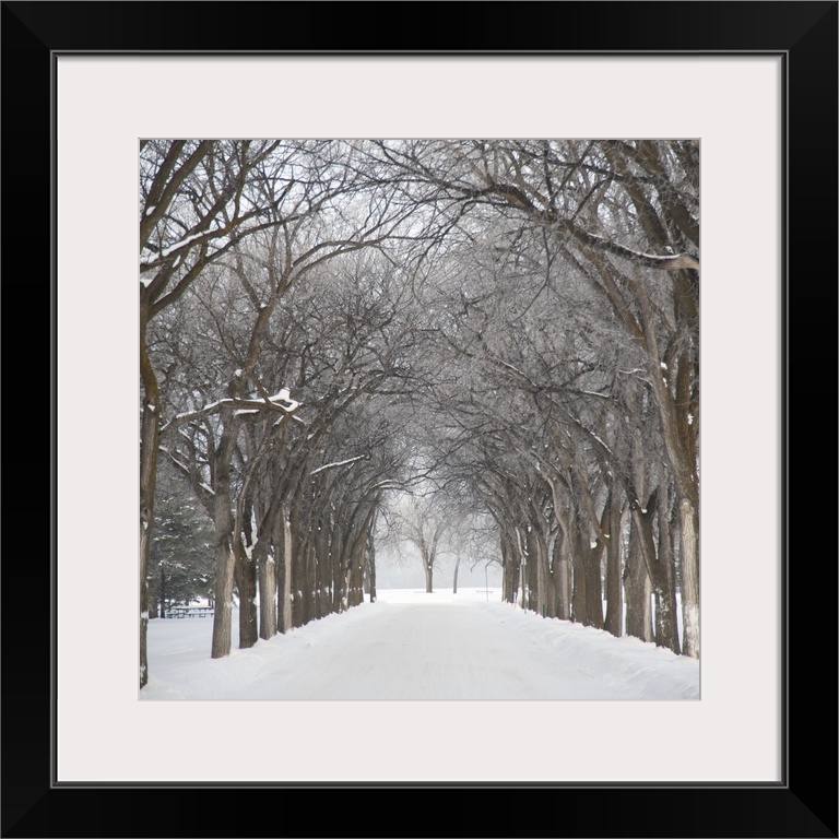 Grove Of Trees In Winter Fog, Assiniboine Park, Winnipeg, Manitoba, Canada