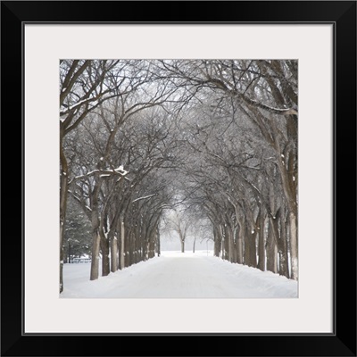 Grove Of Trees In Winter Fog, Assiniboine Park, Winnipeg, Manitoba, Canada