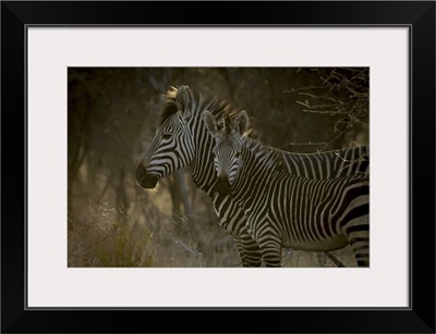 Hartmann's Mountain Zebra, Gabus Game Ranch At Sunrise, Otavi, Otjozondjupa, Namibia
