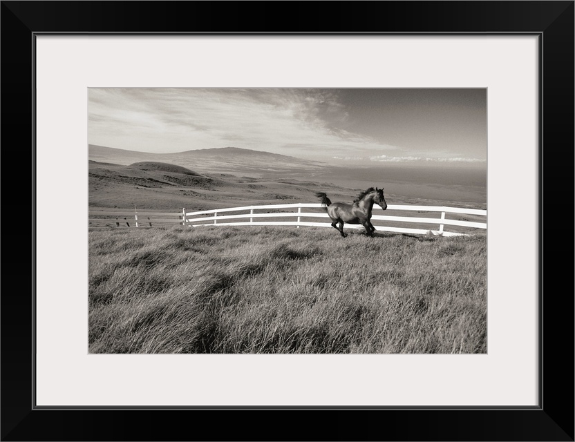 Hawaii, Big Island, Kohala Ranch, Horse Running Along White Fence In Pasture