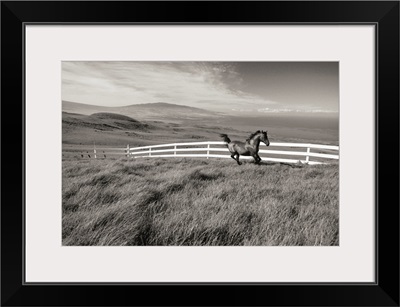 Hawaii, Big Island, Kohala Ranch, Horse Running Along White Fence In Pasture