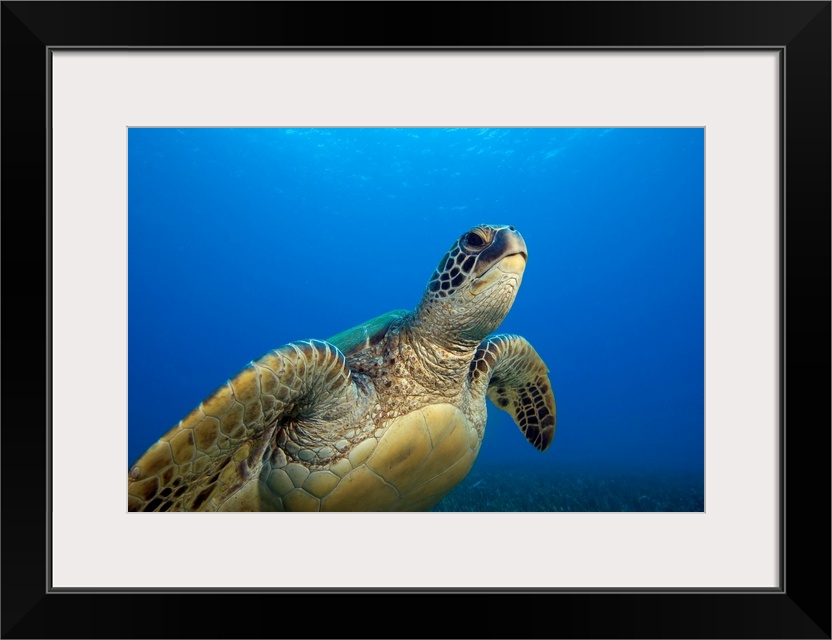 Hawaii, Close-Up Of Green Sea Turtle Swimming Forward