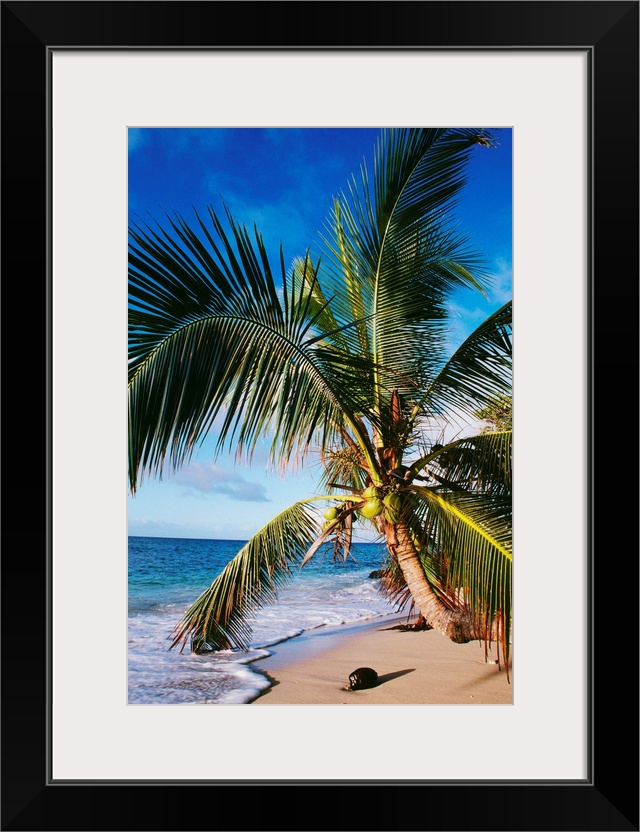 Hawaii, Coconut Laying On A Sandy Tropical Beach Beneath A Palm Tree