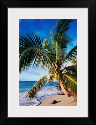 Hawaii, Coconut Laying On A Sandy Tropical Beach Beneath A Palm Tree