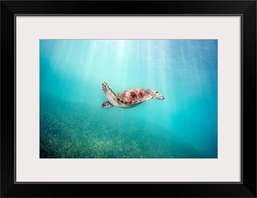 Hawaii, Green Sea Turtle